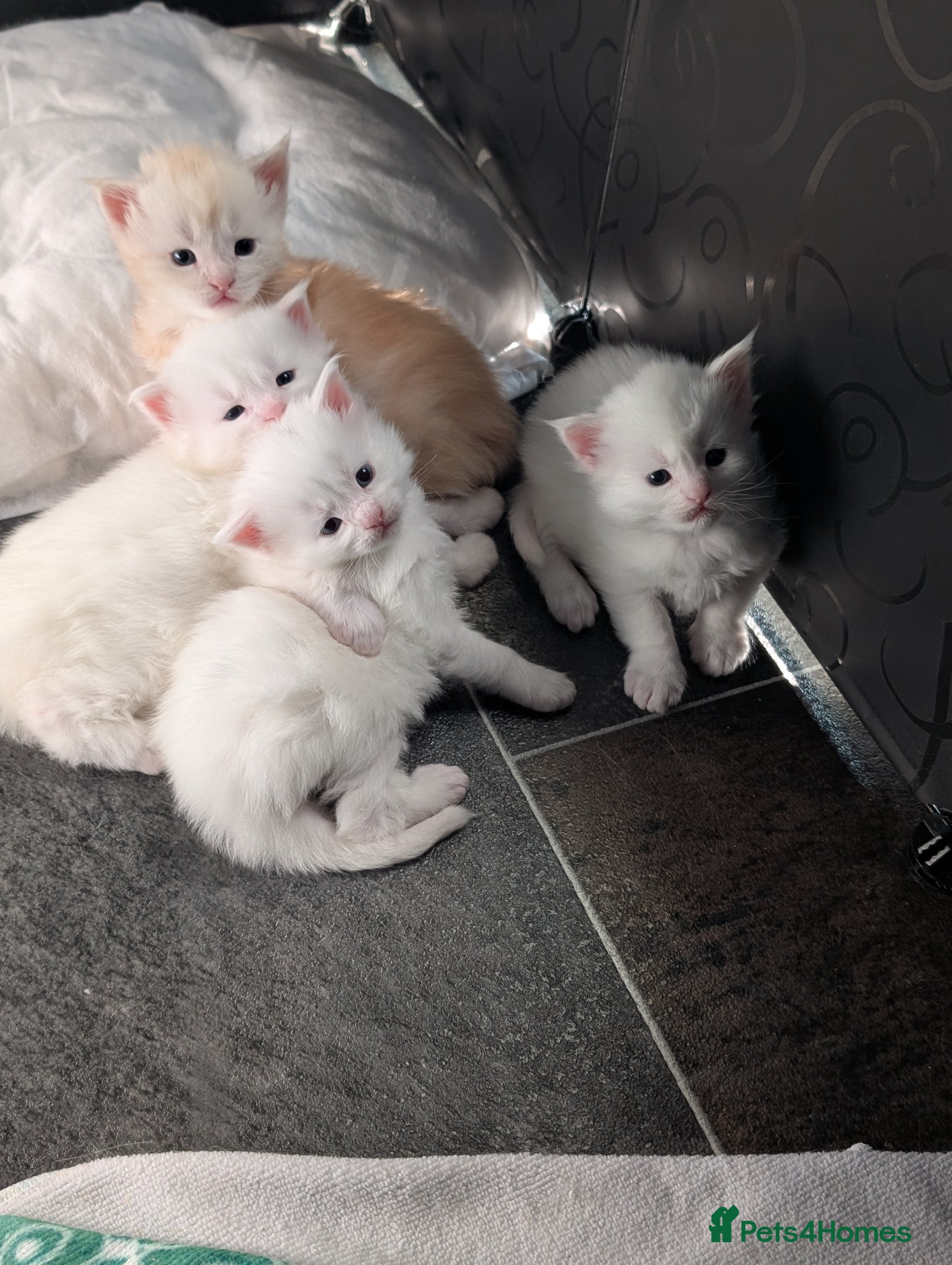 Maine Coon cats Pedigree Cute Mainecoon Kittens TICA Registered  - Advert 1