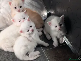 Maine Coon cats Pedigree Cute Mainecoon Kittens TICA Registered - Advert 1