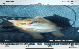British Shorthair cats for sale: British Golden Shorthair kittens GCCF  - Image 8