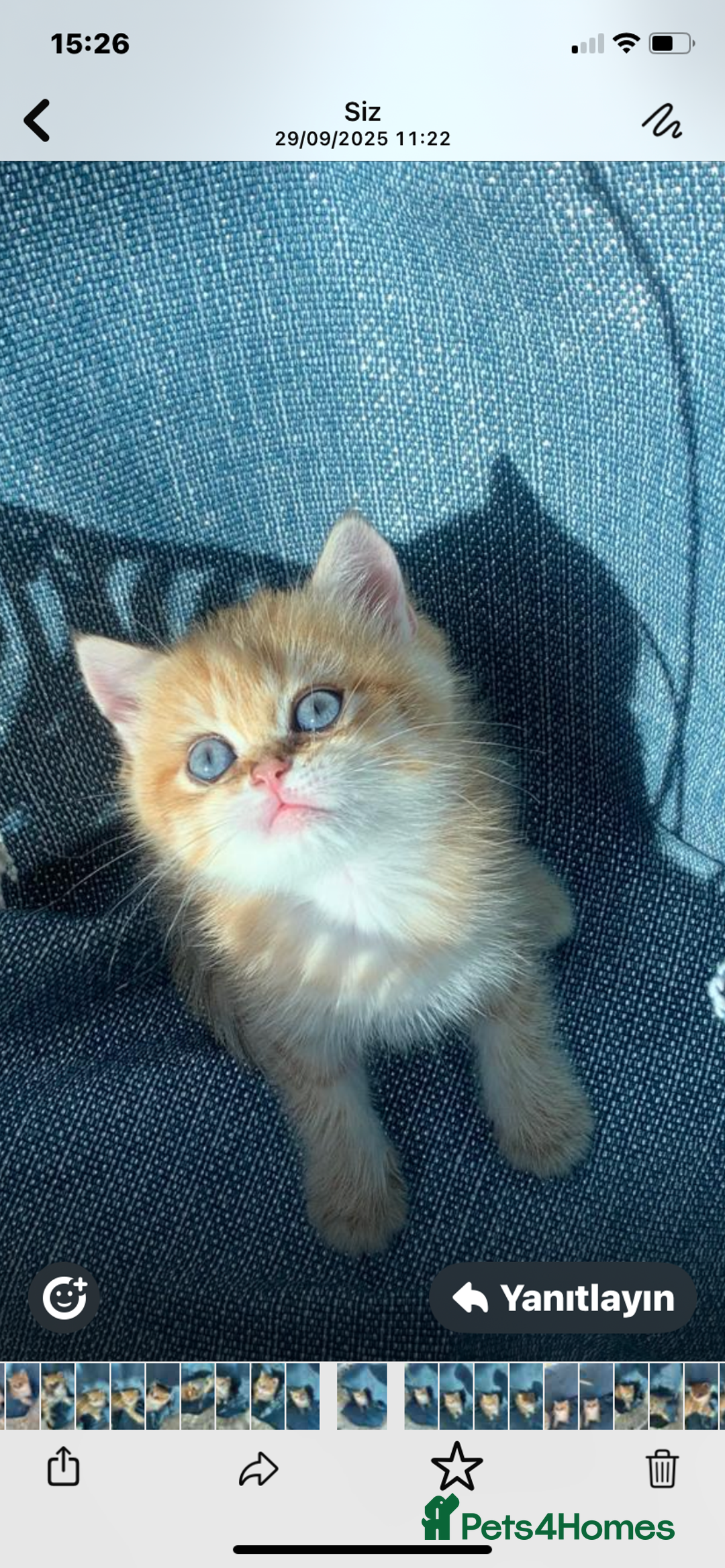 British Shorthair cats for sale: British Golden Shorthair kittens GCCF  - Image 8