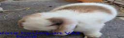 Mini Lop rabbits for sale: Pure bred minilops - Advert 9