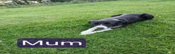 Border Collie dogs for sale: **1 girl left - Border Collie  - Advert 3
