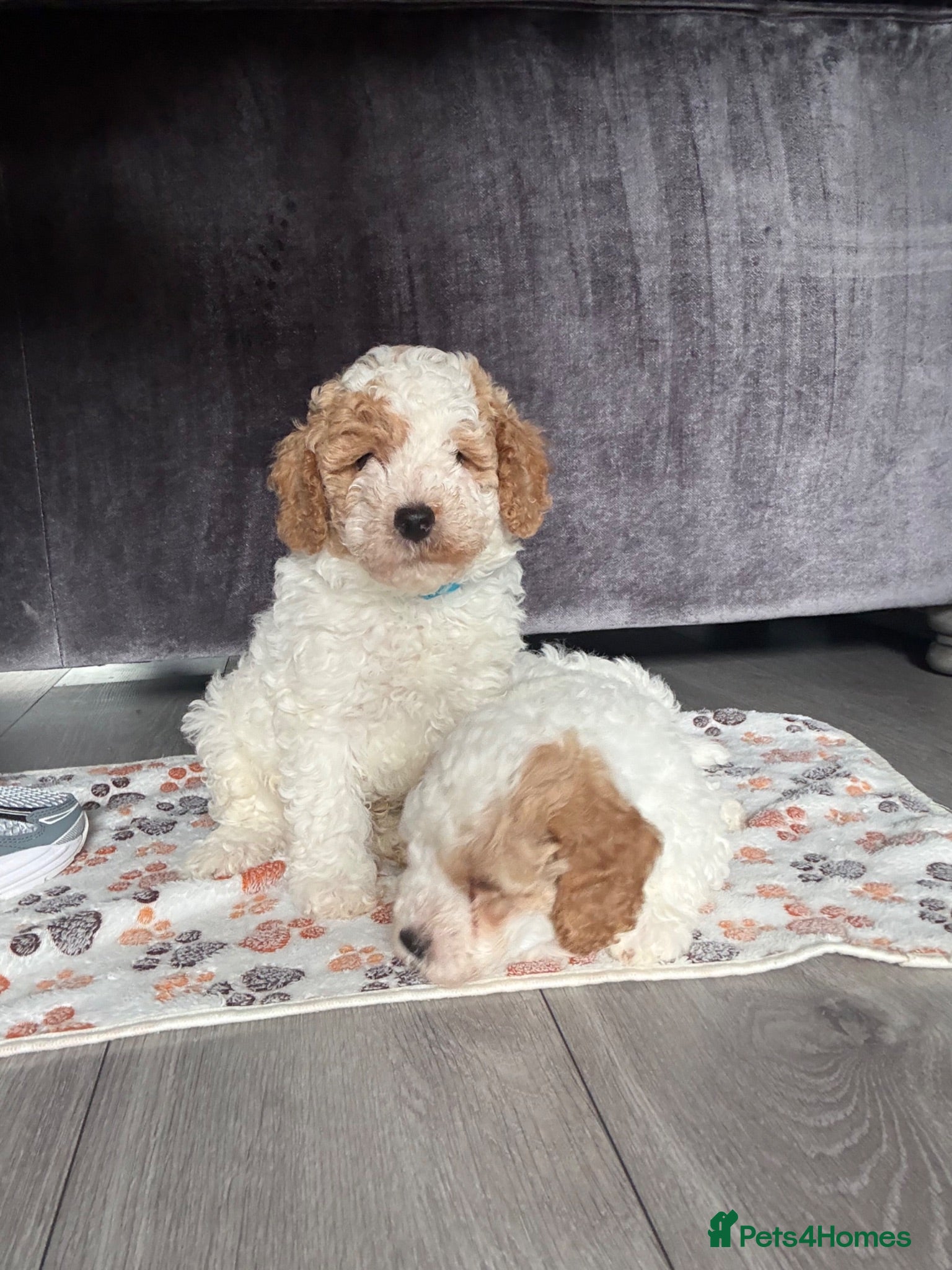 Cavapoo dogs 2 boys looking for their forever homes  - Advert 1