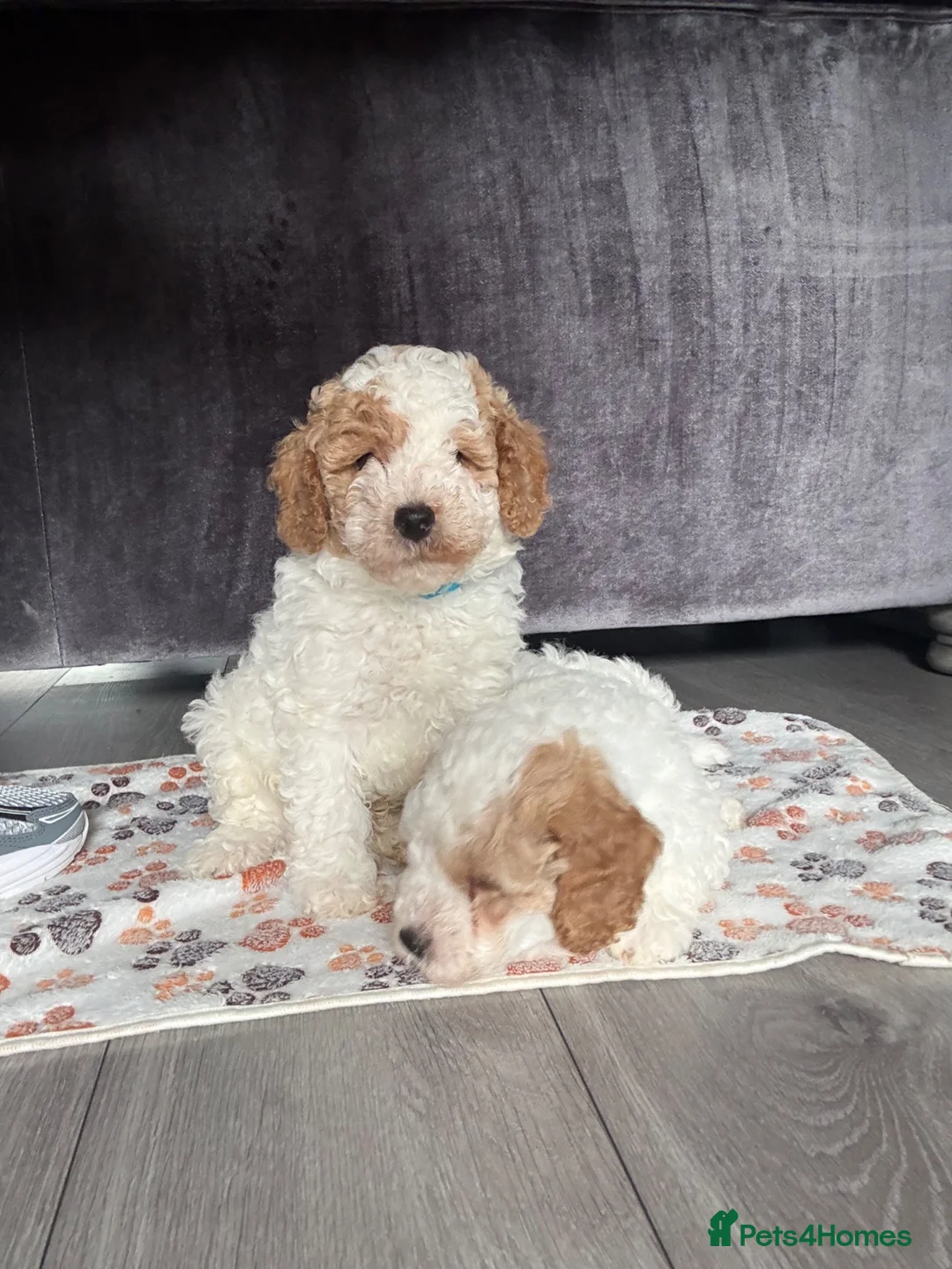 Cavapoo dogs for sale: 2 boys looking for their forever homes  in Liverpool - Advert 1
