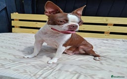 Boston Terrier dogs for sale: Boston little Girl - Image 9