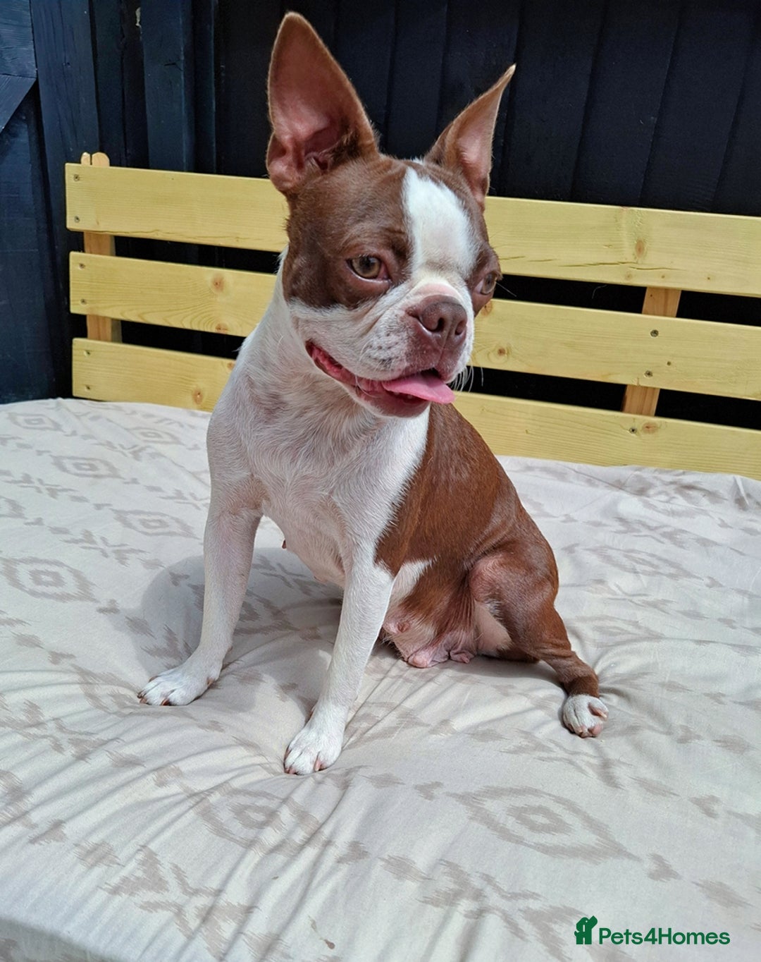 Boston Terrier dogs for sale: Boston little Girl - Image 9