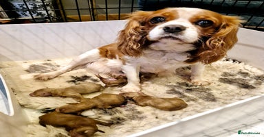 Cavapoo dogs - Advert 14