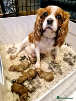 Cavapoo dogs - Advert 2