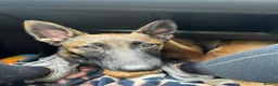 Belgian Shepherd Dog dogs for sale: 5 month old female malinois in Havant - Advert 4