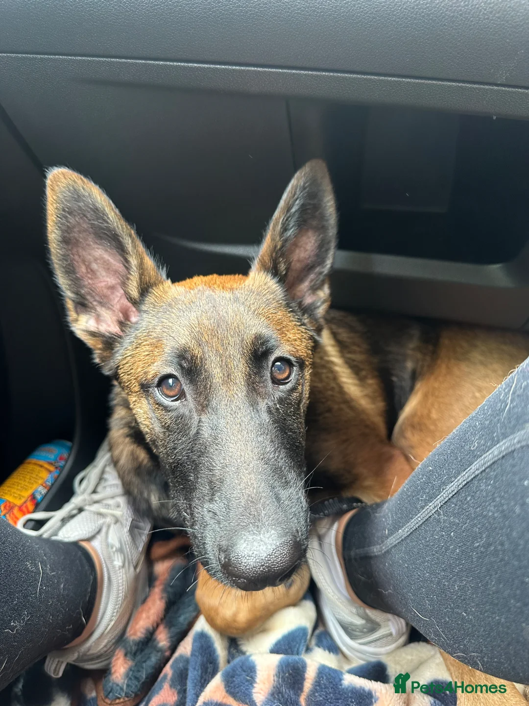Belgian Shepherd Dog dogs for sale: 5 month old female malinois in Havant - Advert 4