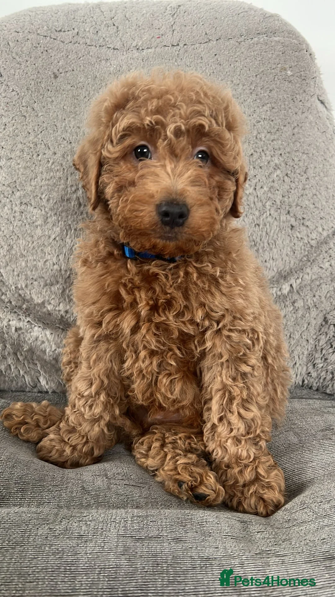 Cavapoo dogs for sale: Beautiful cavapoos for new homes - Advert 3