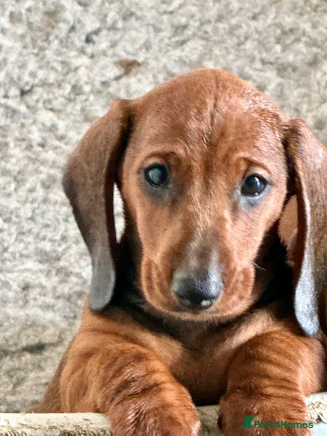 Dachshund dogs for sale: Beautiful standard dachshunds  - Advert 6