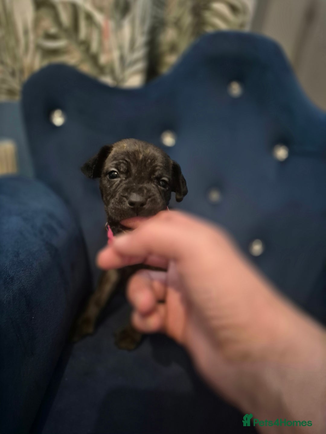 Mixed Breed dogs for sale: Mum-STAFF DAD-CANECORSO - Image 7