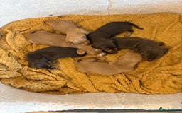 Dachshund dogs for sale: Stunning Chocolate & Cream puppies  - Image 3