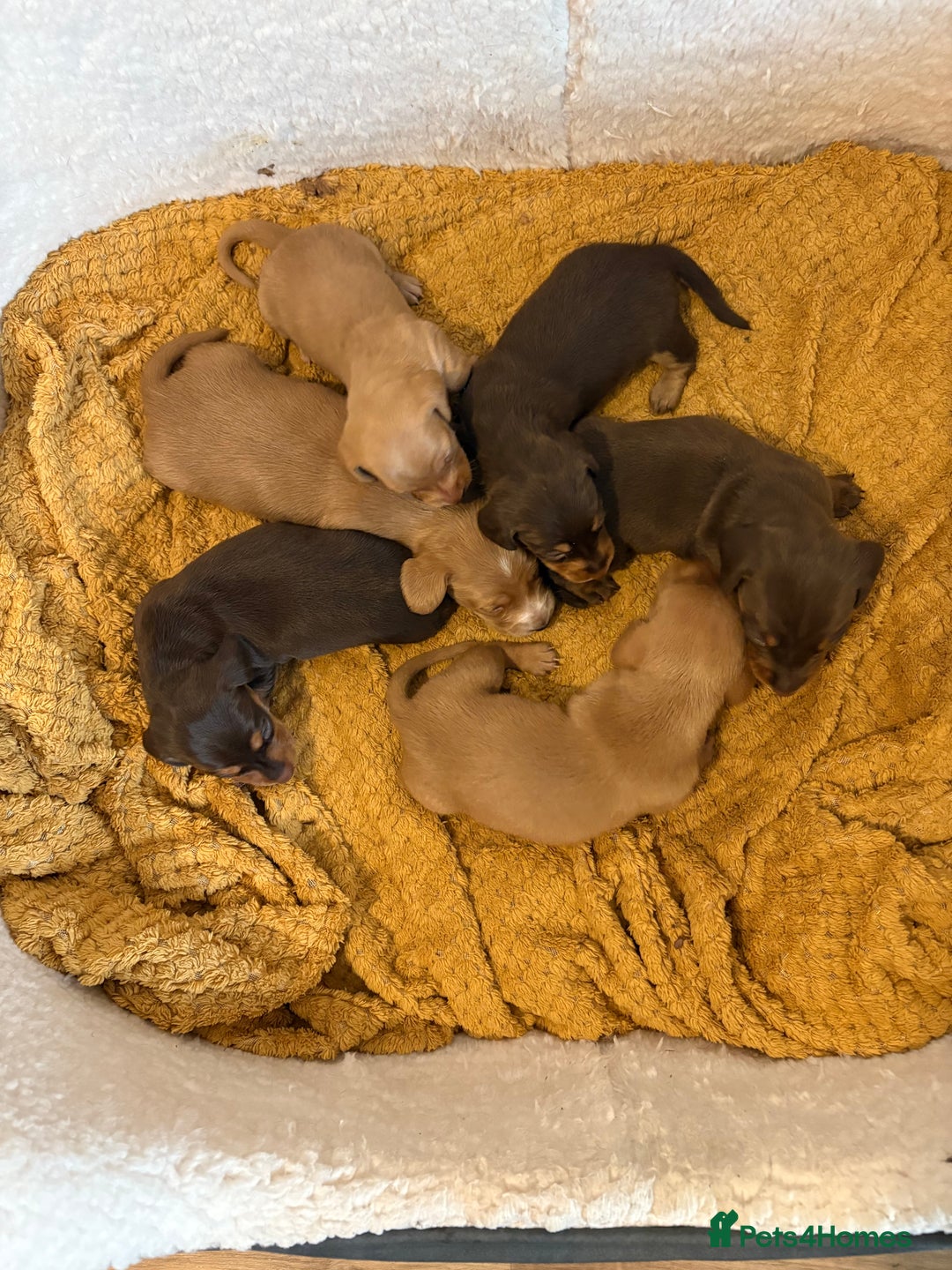 Dachshund dogs for sale: Stunning Chocolate & Cream puppies  - Image 3