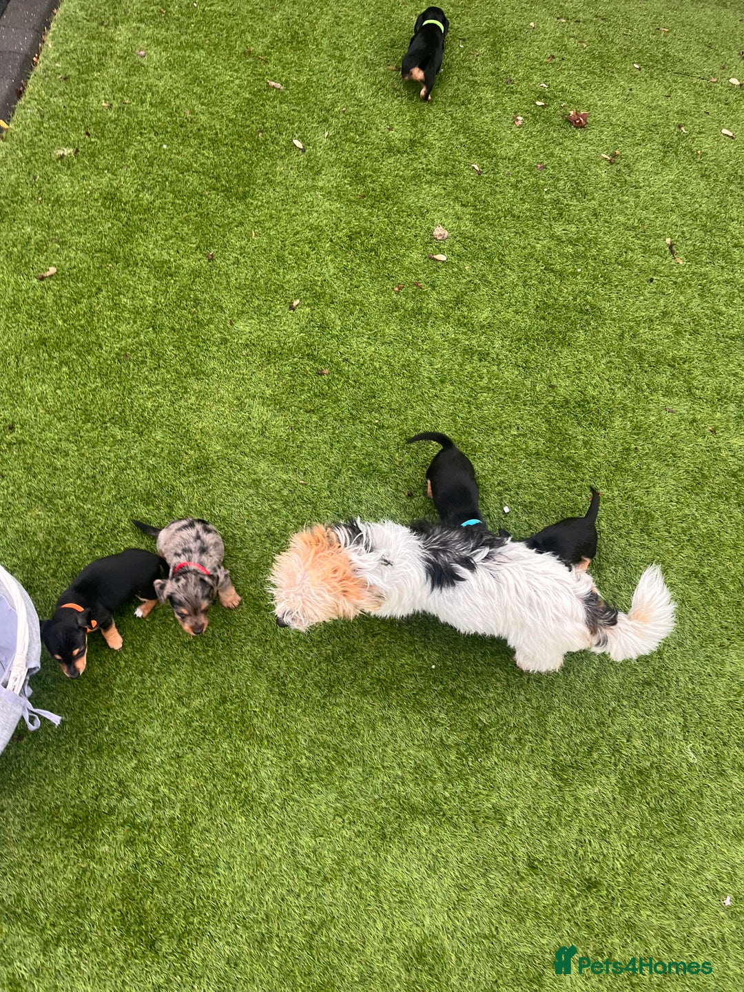 Mixed Breed dogs for sale: 5 beautiful jackshund puppies for sale - Advert 4