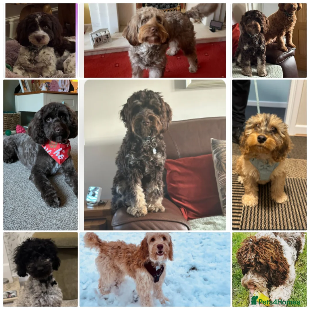 Cockapoo dogs for sale: Cockapoos Due Feb (to leave April 2026)- Waitlist - Advert 2