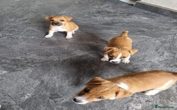Mixed Breed dogs for sale: 💙 3 Beautiful Boys 💙 - Image 19