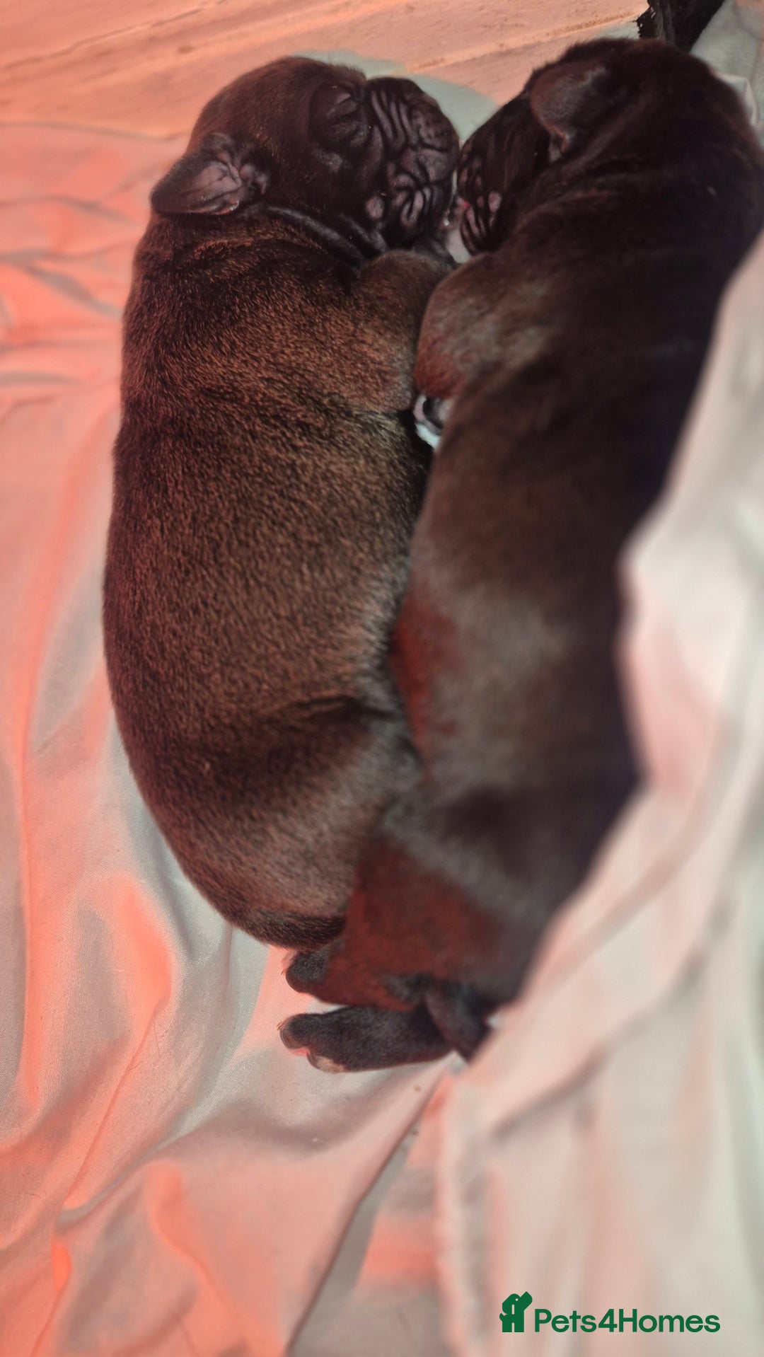 Mixed Breed dogs for sale: Nice pups  - Advert 4