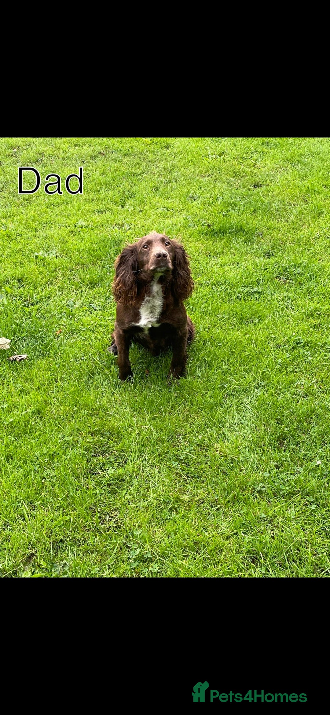 Cocker Spaniel dogs for sale: 7 week old Chocolate Cocker Spaniel pups - Image 5
