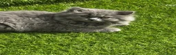 British Longhair cats for sale: Gorgeous Blue British longhair ready now  - Advert 3