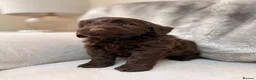 Cockapoo dogs for sale: Super Quality Cockerpoos  - Advert 7