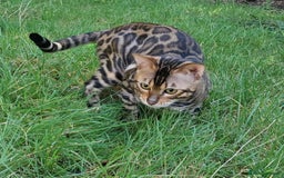 Bengal cats for stud: Bengal cat for stud, Fabio. in Peterborough - Image 17