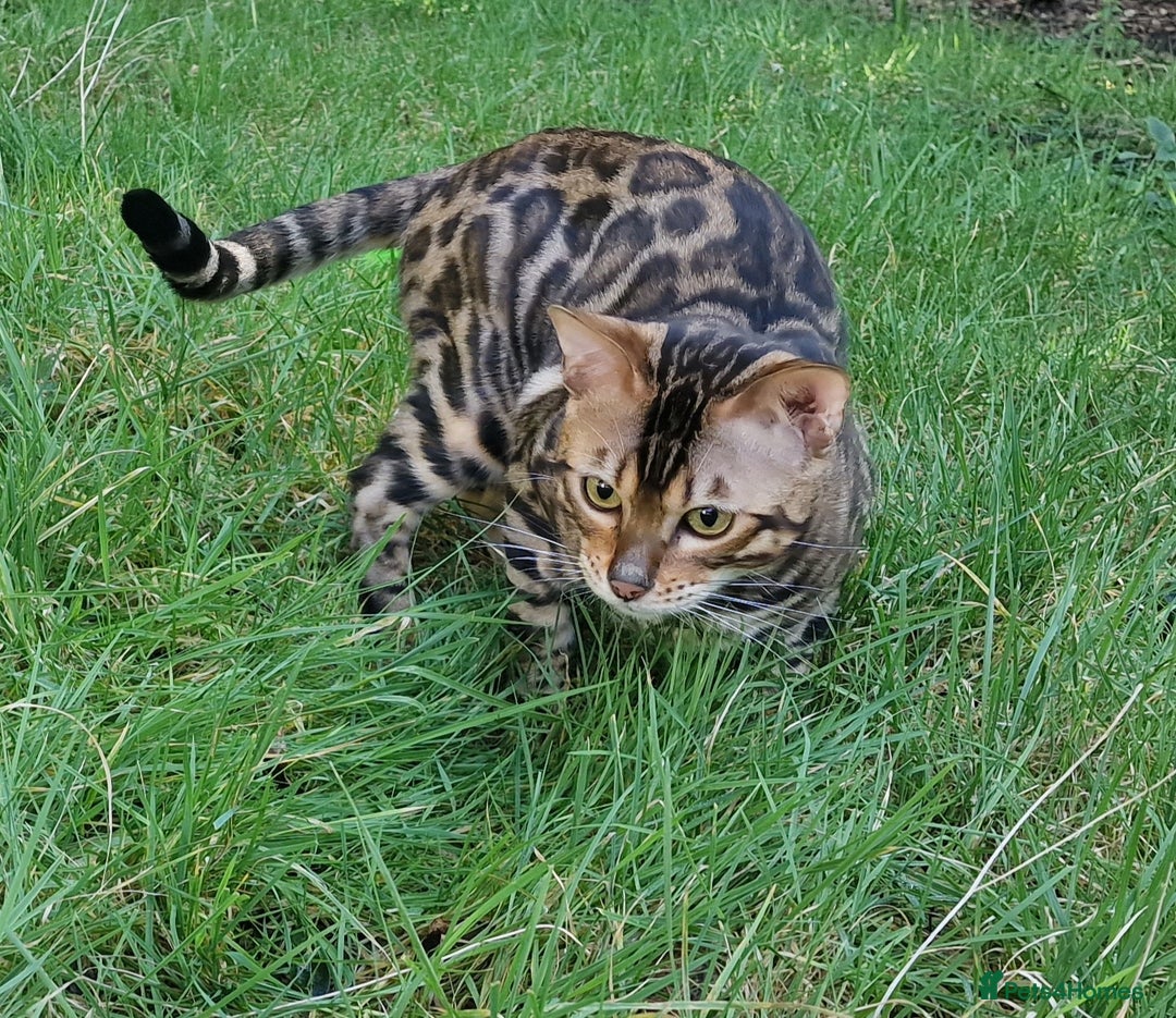 Bengal cats for stud: Bengal cat for stud, Fabio. in Peterborough - Image 17