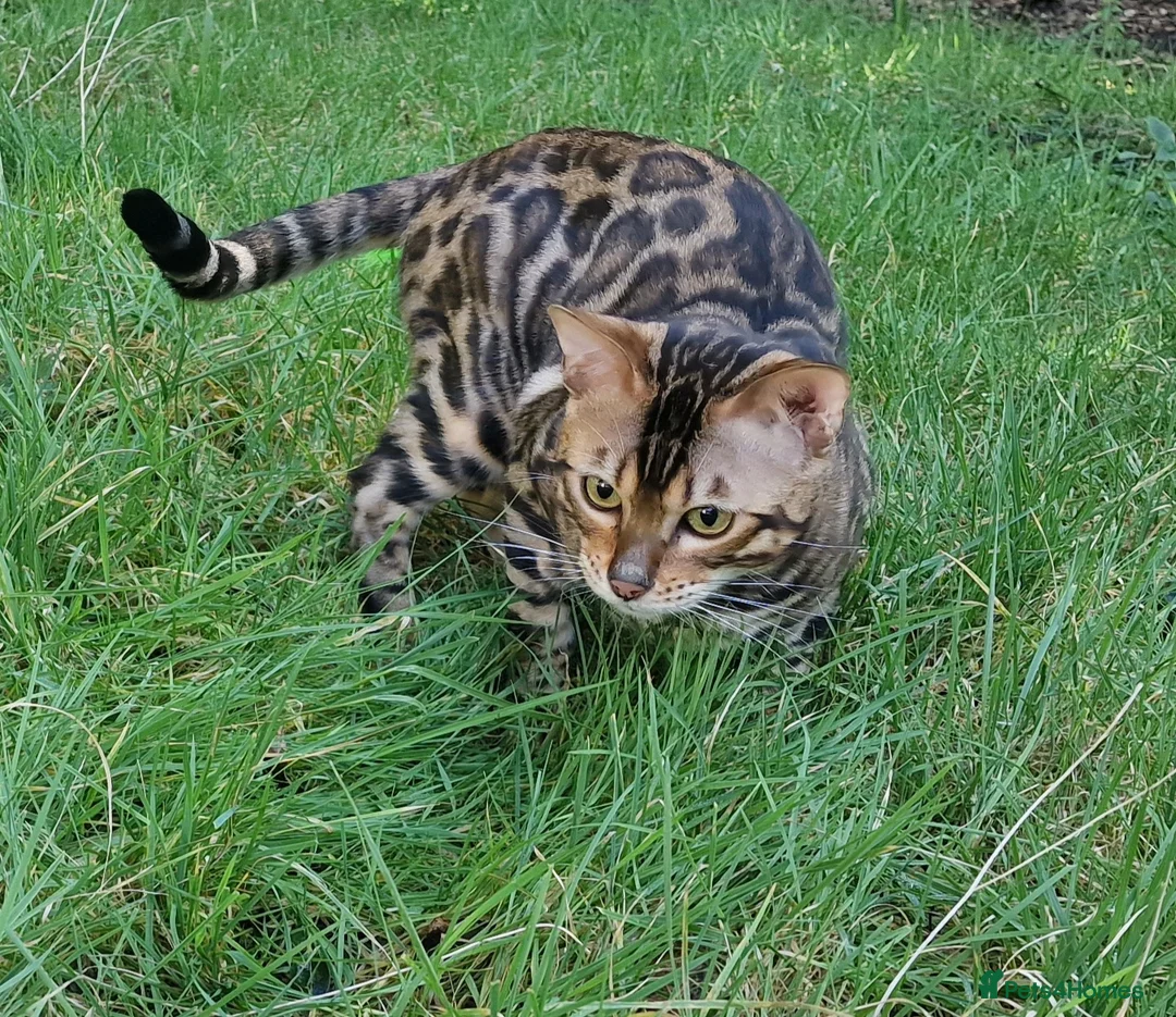 Bengal cats for stud: Bengal cat for stud, Fabio. in Peterborough - Advert 17