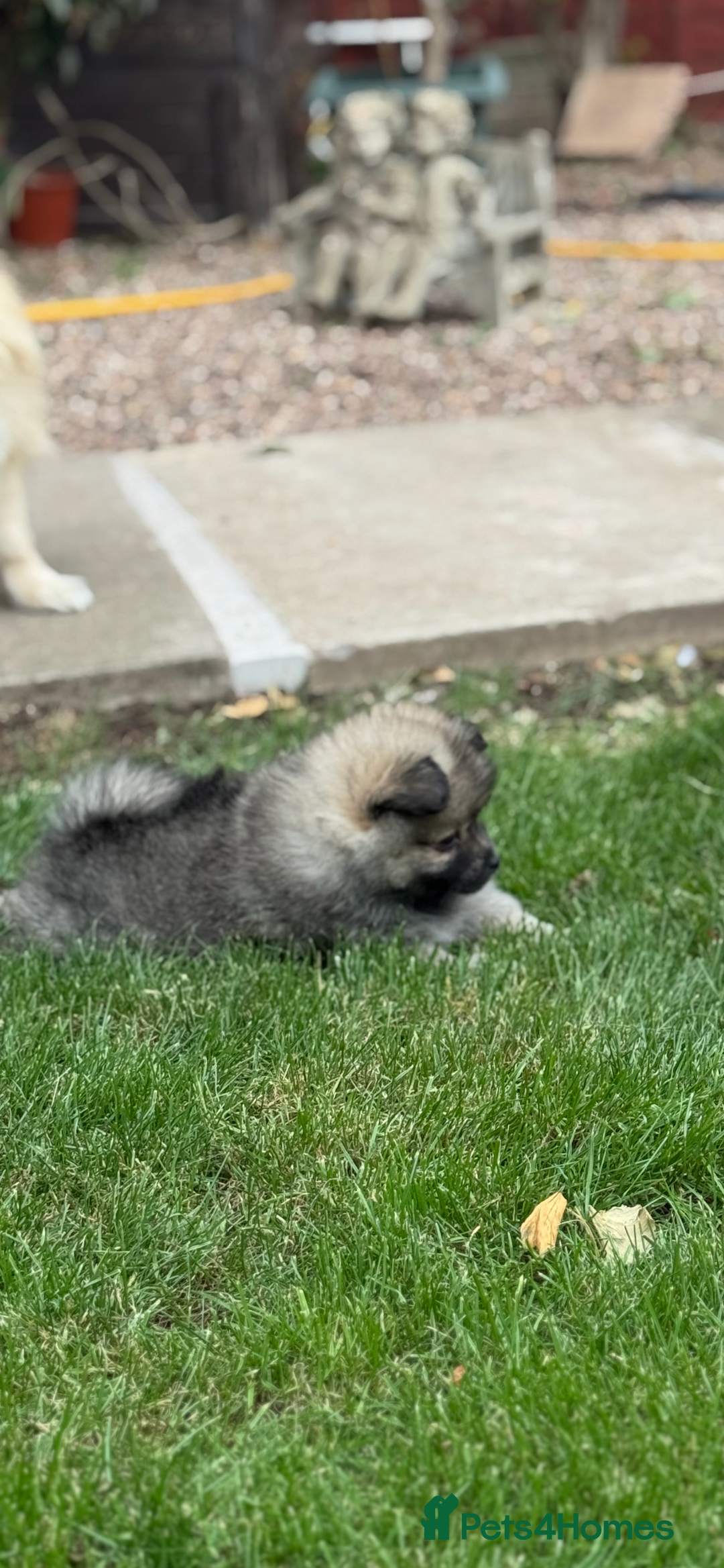 Pomeranian dogs for sale: Pomeranian puppies 🐶  - Image 5