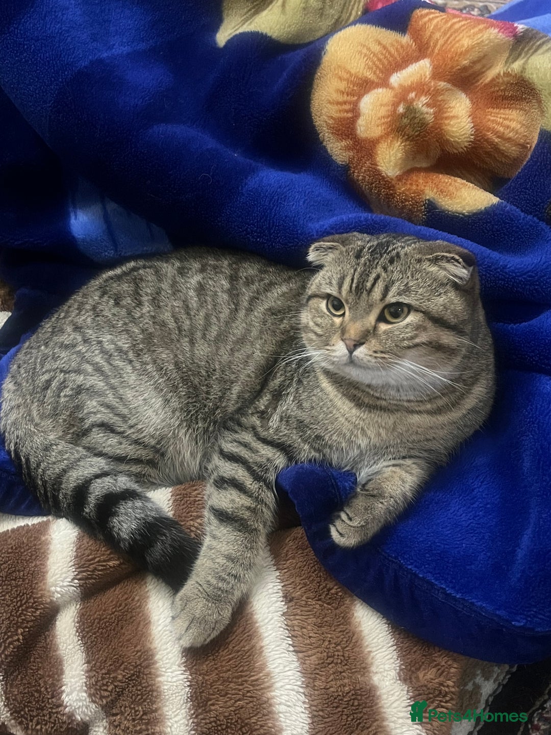 Scottish Fold cats for sale: Scottish fold male - Advert 2