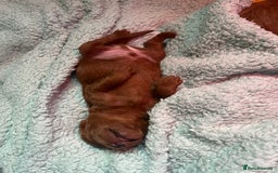 Labradoodle dogs for sale: Labradoodles for sale  - Image 13