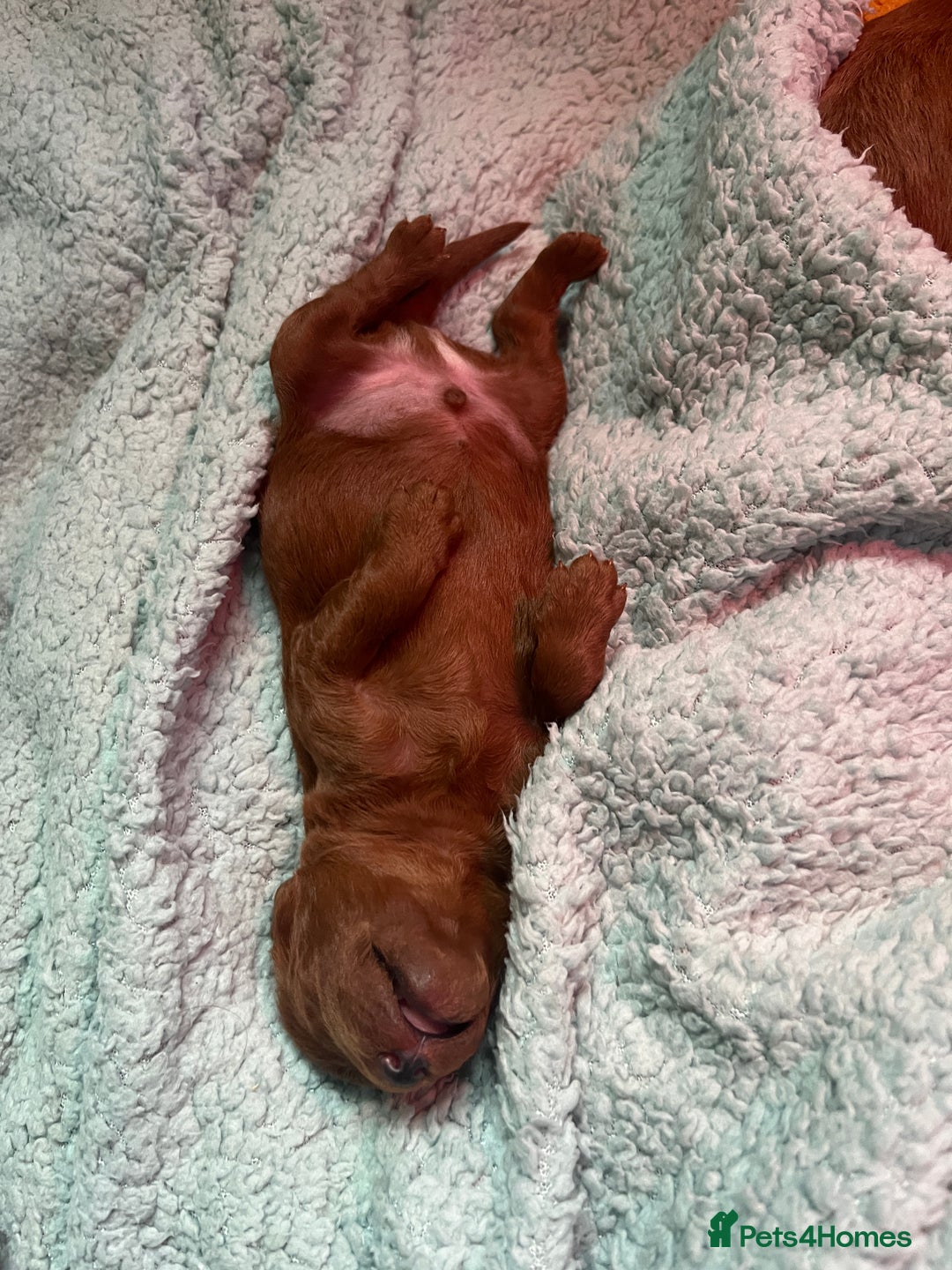 Labradoodle dogs for sale: Labradoodles for sale  - Image 13