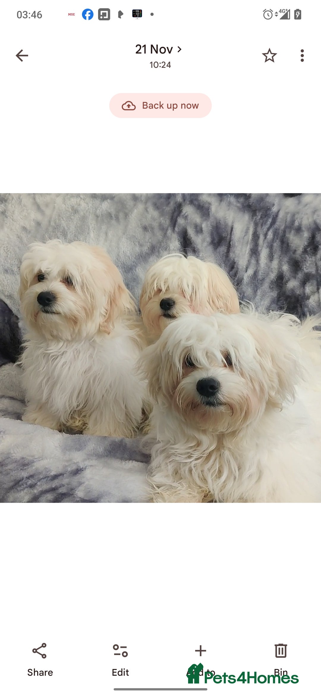 Maltese dogs for sale: BEAUTIFUL MALTESE PUPPIES - FROM LONDON . - Advert 7