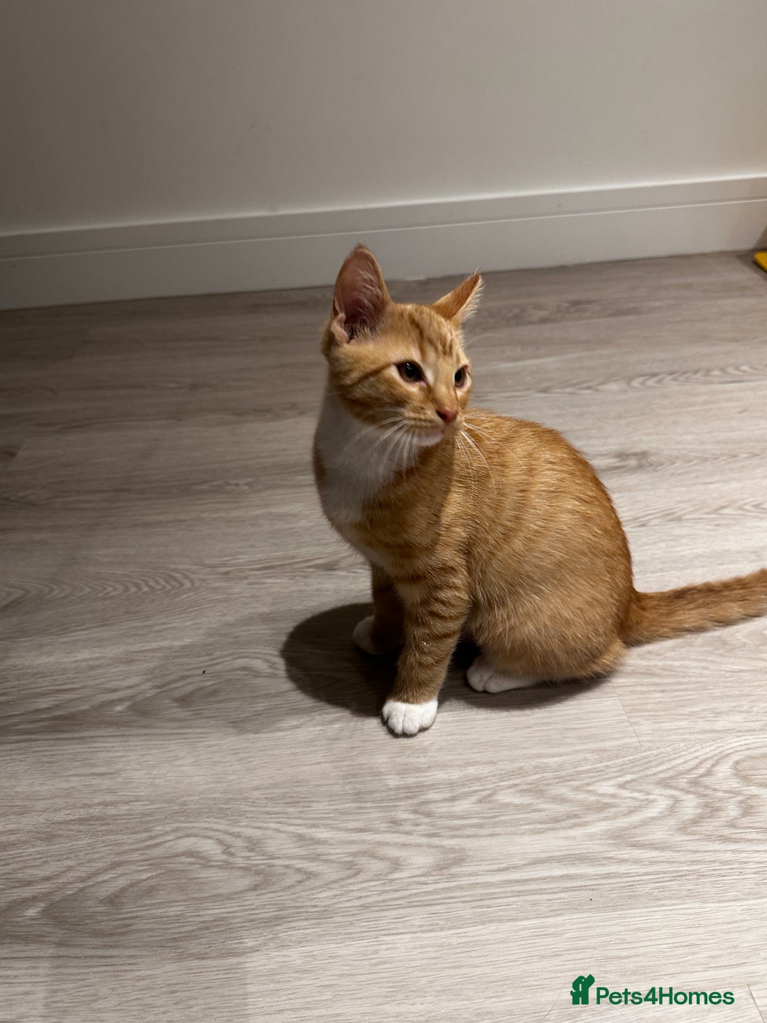 Domestic Shorthair cats for sale: Мальчик  - Advert 5