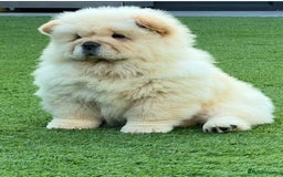 Chow Chow dogs for sale: 🧸🧸Beautiful litter of chow chow puppies🧸🧸 - Image 4