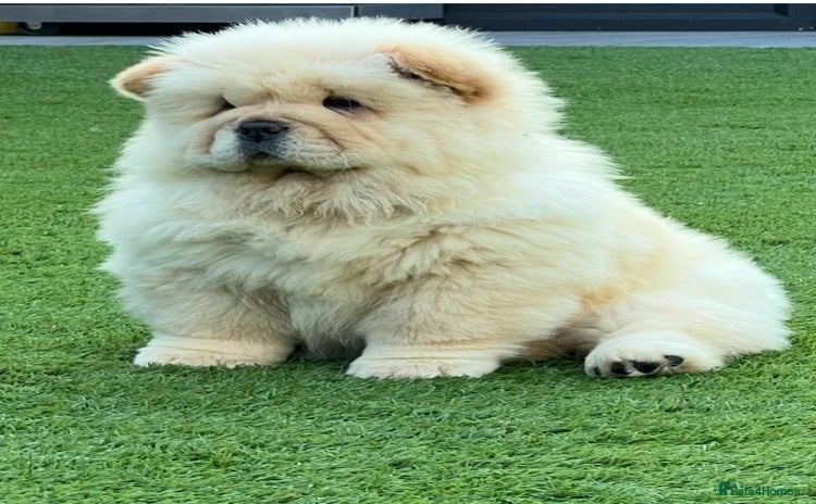 Chow Chow dogs - Advert 2