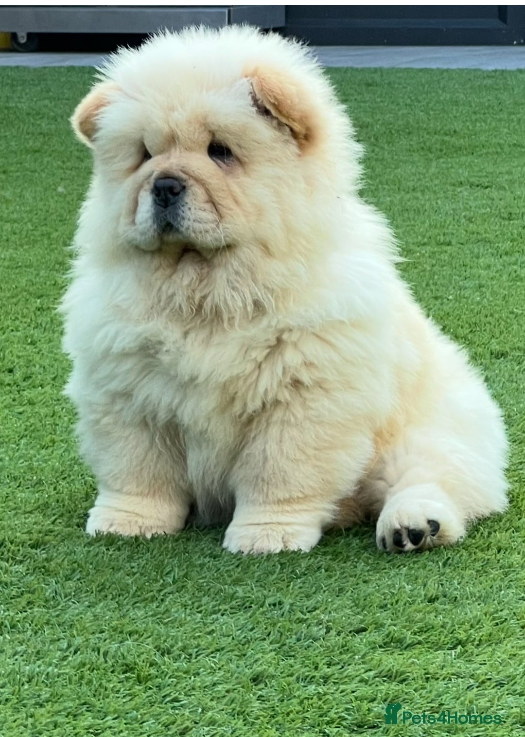 Chow Chow dogs for sale: 🧸🧸Beautiful litter of chow chow puppies🧸🧸 - Image 4