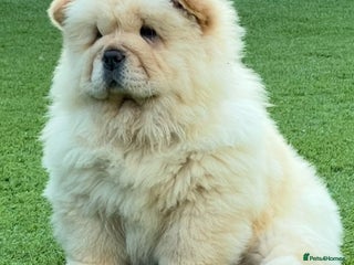 Chow Chow dogs - Advert 27