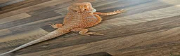 Bearded Dragon reptiles for sale: Red beaded dragon  in Stanley - Advert 2
