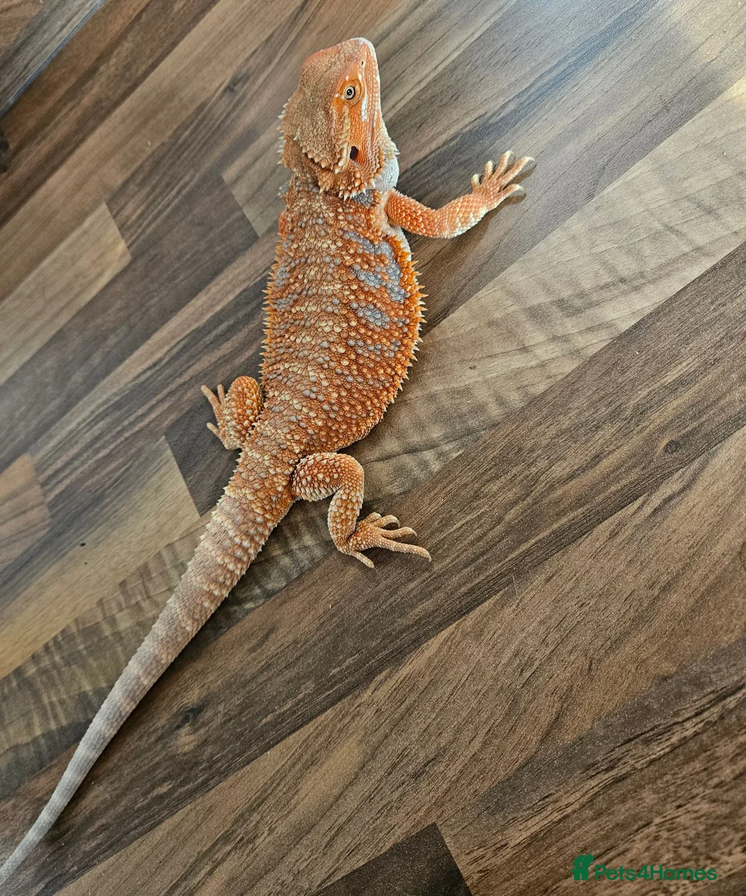 Bearded Dragon reptiles for sale: Red beaded dragon  in Stanley - Advert 2