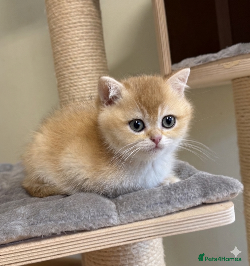 British Shorthair cats 🌟3 Adorable Golden BSH kittens left 🌟 - Advert 14