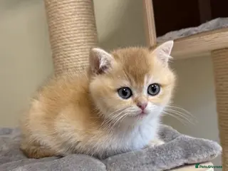 British Shorthair cats 🌟3 Adorable Golden BSH kittens left 🌟 - Advert 14