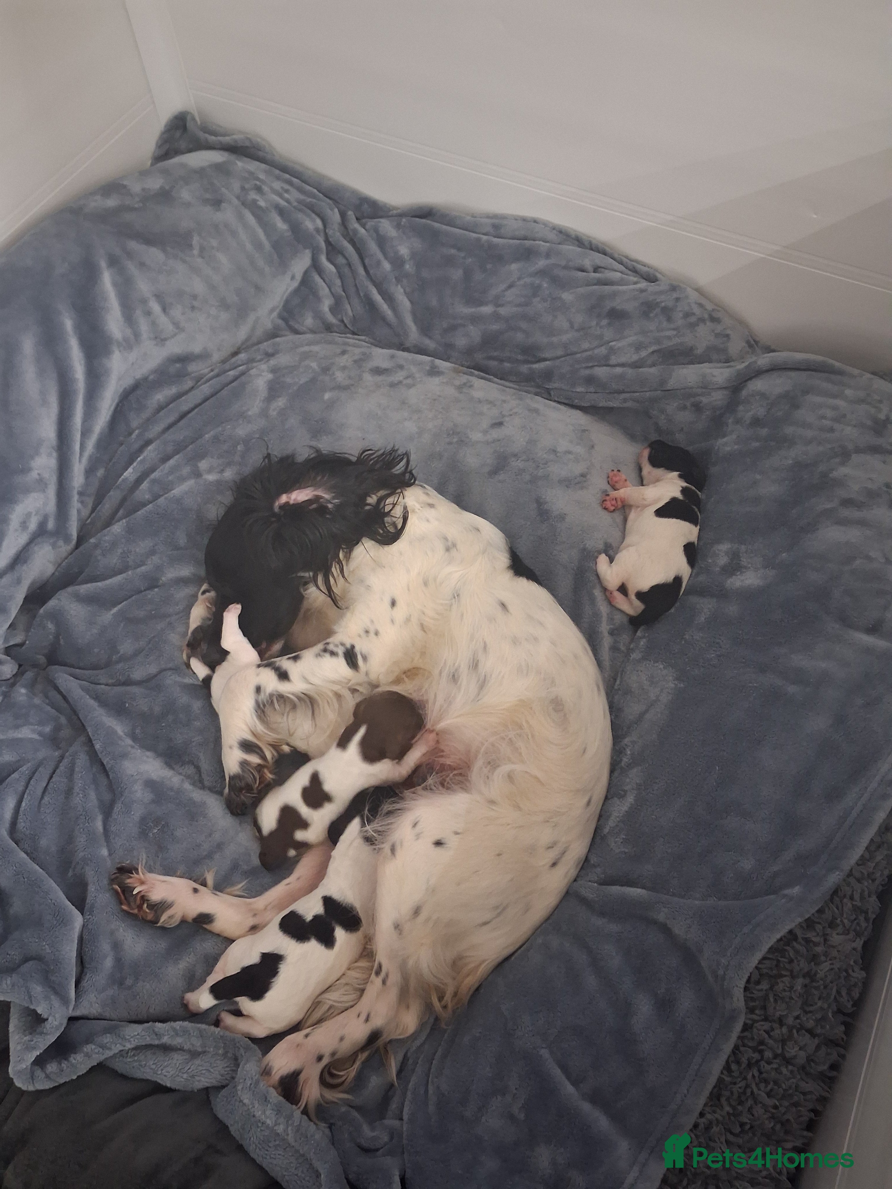 English Springer Spaniel dogs Pedigree English Springer Spaniel Puppies - Advert 2