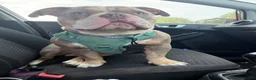 American Bully dogs for stud: Pocket Bully Stud in Saint Leonards-on-sea - Advert 2