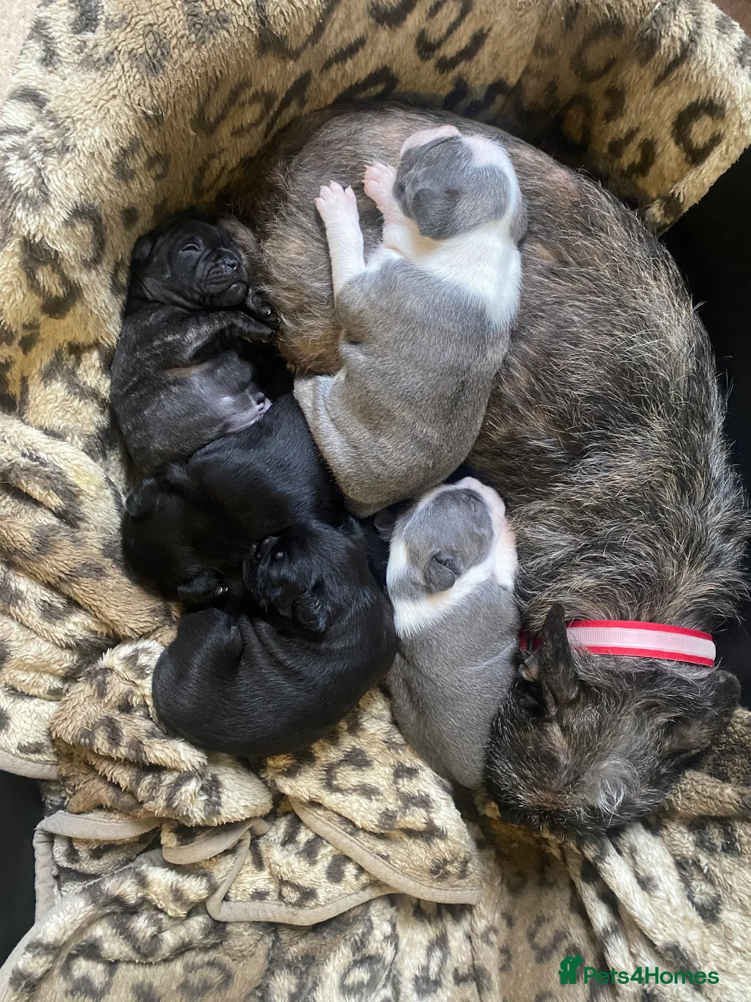 Mixed Breed dogs for sale: 3 puppy’s left  - Advert 3