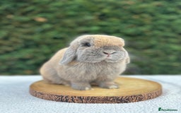 Mini Lop rabbits for sale: LAST 2 BUCKS AVAILABLE in Bury Saint Edmunds - Image 7
