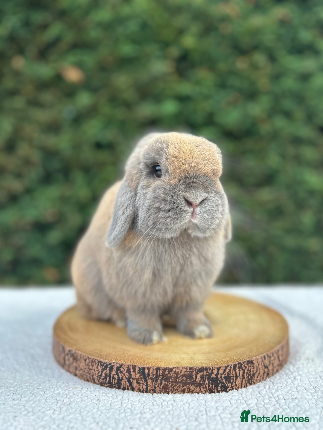 Mini Lop rabbits for sale: LAST 2 BUCKS AVAILABLE in Bury Saint Edmunds - Image 7