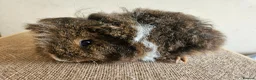Guinea Pig rodents for sale: Baby female purebred texel guinea pig - Advert 3