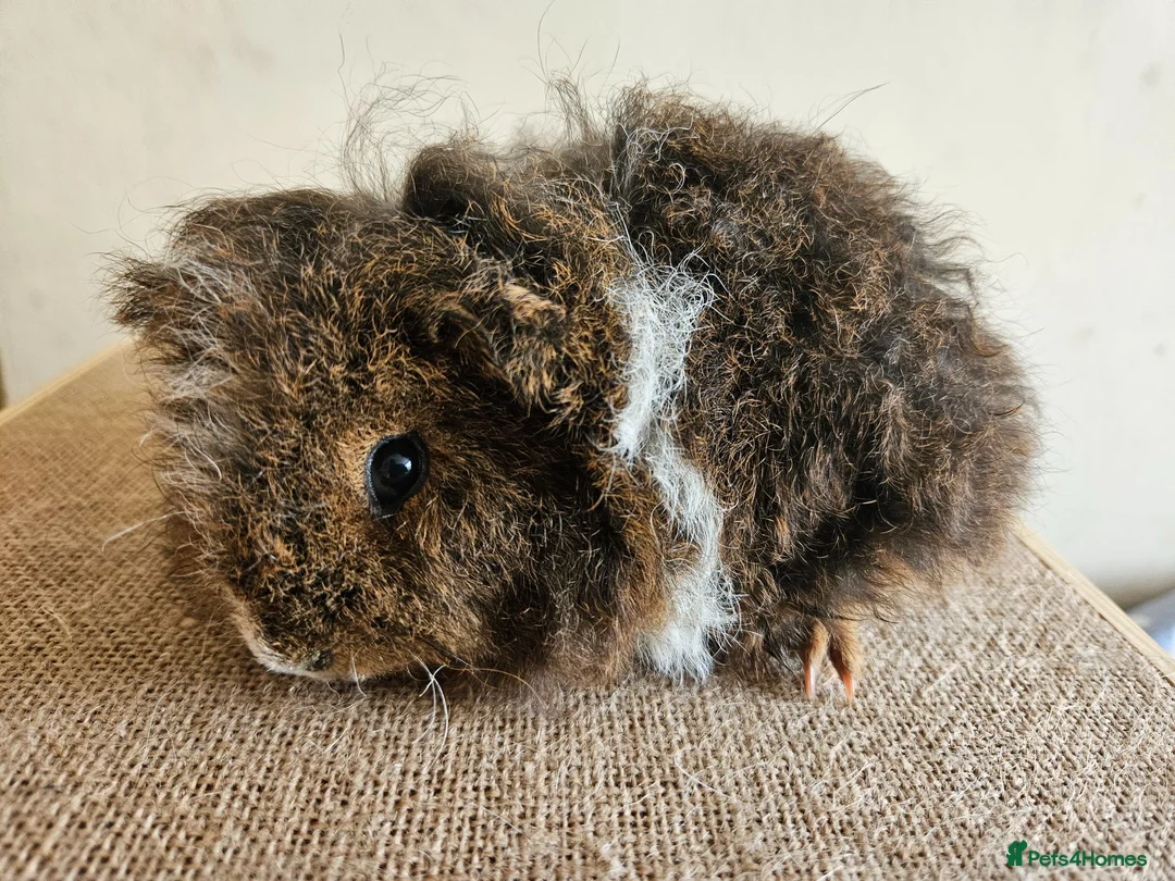 Guinea Pig rodents for sale: Baby female purebred texel guinea pig - Advert 3